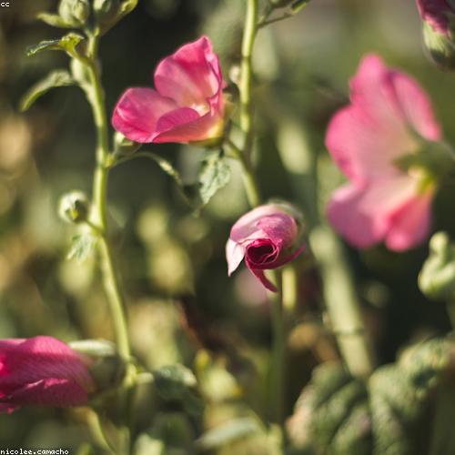Greenleaf Nursery